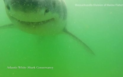 Impresionantes imágenes de tiburón blanco intentando devorar una GoPro