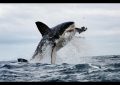 Tiburón provocó pánico en playa de Rhode Island al atacar a león marino