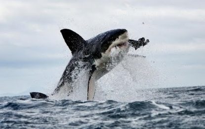 Tiburón provocó pánico en playa de Rhode Island al atacar a león marino