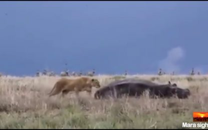 Un león despierta a un hipopótamo y comete el peor error de su vida