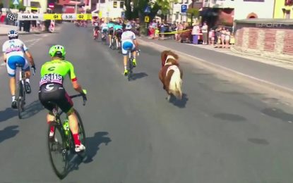 Un poni intenta ganar una etapa de la Vuelta a Polonia