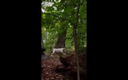 Este perro ‘echa’ a cualquiera de su territorio… ¡hasta a un oso!