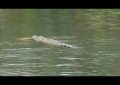 Graban la muerte de un ‘encantador de cocodrilos’, atacado por un reptil en un río