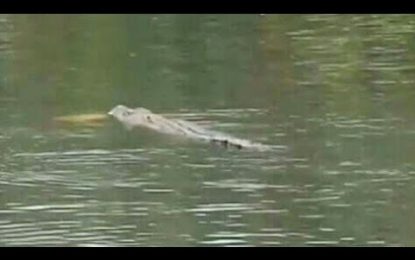 Graban la muerte de un ‘encantador de cocodrilos’, atacado por un reptil en un río