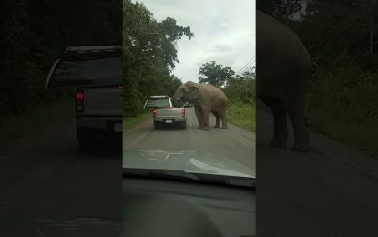 Un hambriento elefante arranca el techo de un coche en busca de comida