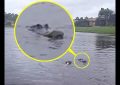 Un perrito se baña tranquilo en un lago sin saber que tiene un caimán al lado