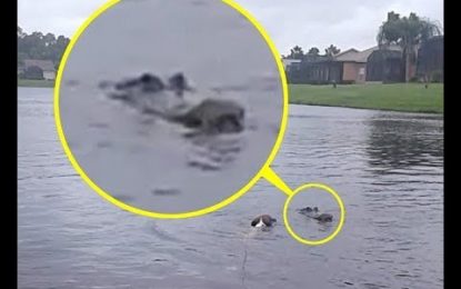 Un perrito se baña tranquilo en un lago sin saber que tiene un caimán al lado