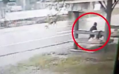 VIDEO: Es embestida por un automóvil a toda velocidad y sale caminando como si nada