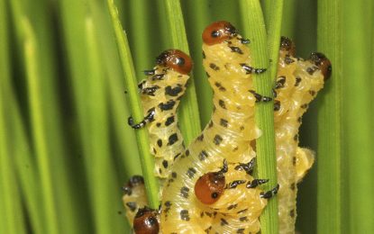 VIDEO: Biólogo halla en Perú una extraña criatura de comportamiento inverosímil