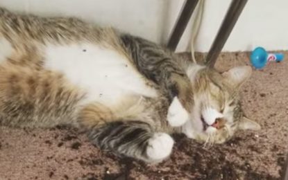 VIDEO VIRAL: Así quedaron estos gatos tras comerse las plantas de marihuana de su dueña