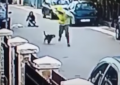 ‘La Patrulla Canina’: Un perro salva a una mujer de un robo mordiendo al ladrón en los glúteos
