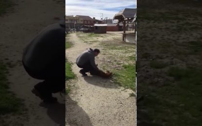 VIDEO: La emocionante reacción de un perro al reencontrarse con su dueño 3 años después