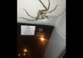 VIDEO: Una enorme araña ‘secuestra’ a una conductora australiana en plena autopista