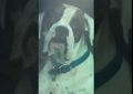 VIDEO: Cansado de esperar, este perro decidió llamar la atención de su dueño