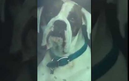 VIDEO: Cansado de esperar, este perro decidió llamar la atención de su dueño