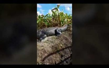 VIDEO: Unos turistas gritan de pánico cuando un caimán sube a su bote