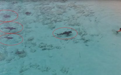 VIDEO: Instante en que un niño se salva de ser atacado por cuatro veloces tiburones