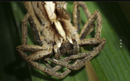 VIDEO: ¿Qué es esta extraña criatura de ’16 patas’?