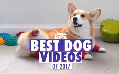 Best Dog Videos of 2017