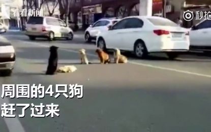 Cuatro perros custodian fielmente en una calle el cuerpo de su amigo atropellado (VIDEO)