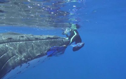 Mujer es protegida por ballena de ataque de tiburón [VIDEO]