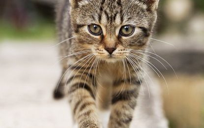 VIDEO: A este gato le gusta ‘surfear’ sobre un coche en marcha pero la policía no lo aprueba