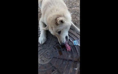 Un perro es rescatado luego que la lengua se le quedara pegada en una coladera (VIDEO)