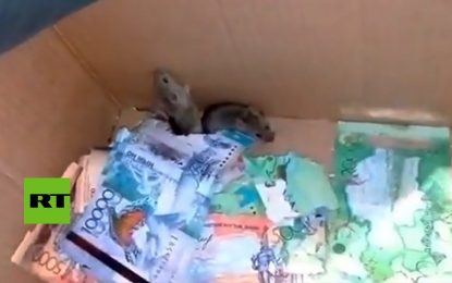 Unos ratones se comen los billetes de un cajero automático (VIDEO)