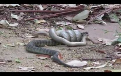 VIDEO: Dos serpientes venenosas luchan a muerte en el jardín de una casa de Australia