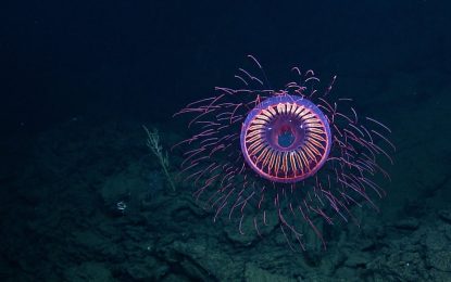 VIDEO: Encuentro con una medusa “extraterrestre” en aguas de México