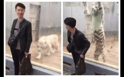 VIDEO: Un enorme tigre blanco ‘ataca’ a un visitante de un zoológico en China