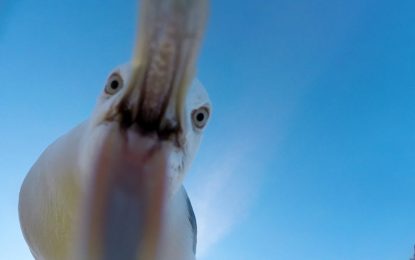 VIDEO: Una gaviota robó una GoPro y esta es su sorprendente grabación