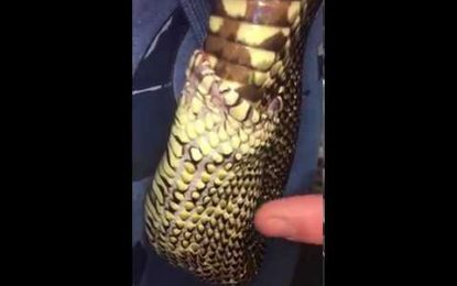 VIDEO: Una serpiente tragándose a sí misma desconcierta a la Red