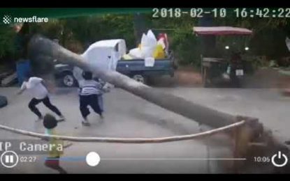 VIDEO: Un niño se salva por los pelos de que le aplaste una palmera de más de 9 metros