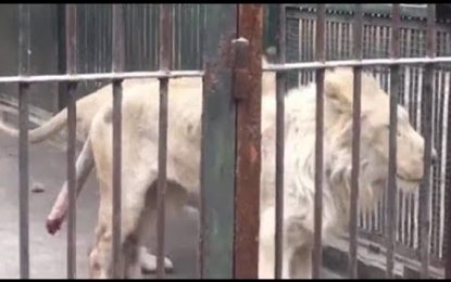 China: Un leon en cautiverio se muerde y arranca la cola atrapada en agua congelada (VIDEO)