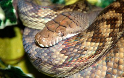 El inesperado final del duelo entre una pitón y una cobra