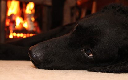 VIDEO: Un perro casi incendia una casa al intentar robar panqueques