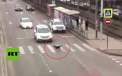 VIDEO: Perro provoca un choque al cruzar el paso de peatones a destiempo
