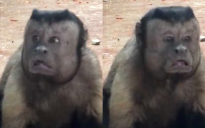 China: Un mono con cara ‘humana’ y aspecto depresivo es la atracción de un zoológico (VIDEO)
