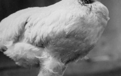 Le cortan la cabeza a gallina y sucede lo más increíble: lleva nueve días viva, sigue caminando y alimentándose