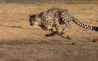VIDEOS: Se lleva el susto de su vida cuando un guepardo entra en su vehículo en un safari
