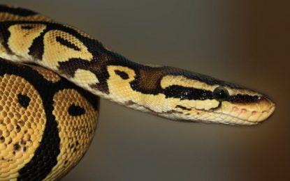 FOTO, VIDEO: Hallan una serpiente con dos cabezas y dos corazones