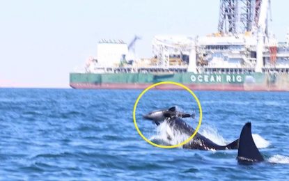 VIDEO: Dos orcas atacan a un delfín ante la mirada de los científicos