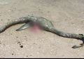 VIDEO: Hallan el cadáver de un ‘monstruo del lago Ness’ en EE.UU.
