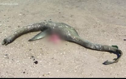VIDEO: Hallan el cadáver de un ‘monstruo del lago Ness’ en EE.UU.