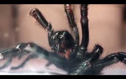 VIDEO IMPACTANTE: Conozca a Colossus, la araña venenosa más grande de Australia