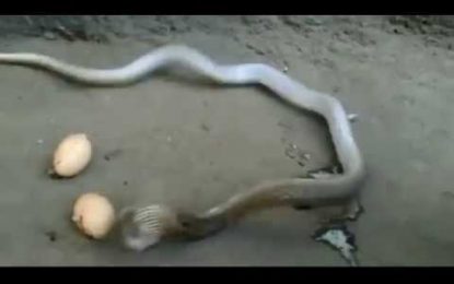 VIDEO: Pillan in fraganti a una cobra que se tragó tres grandes huevos