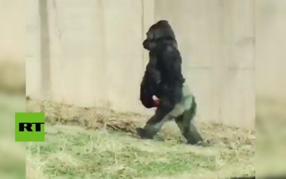 VIDEO: Un gorila deja atónito a los turistas al ‘evolucionar’ frente a sus ojos