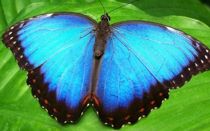 EE.UU.: Arrestan a una mujer por robar una mariposa (VIDEO)