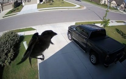 ¿Qué ocurre en este video? Captan cómo un pájaro flota en el aire sin batir sus alas